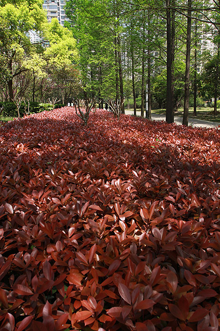 Шанхай, экскурсия Храм Нефритового Будды, Сад Мэнцин (Shanghai, Mengqing Garden)